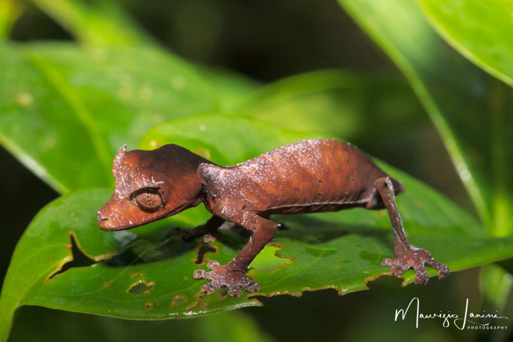 Geco satanico dalla coda a foglia