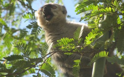 Les lémuriens de Madagascar : un trésor unique au monde !